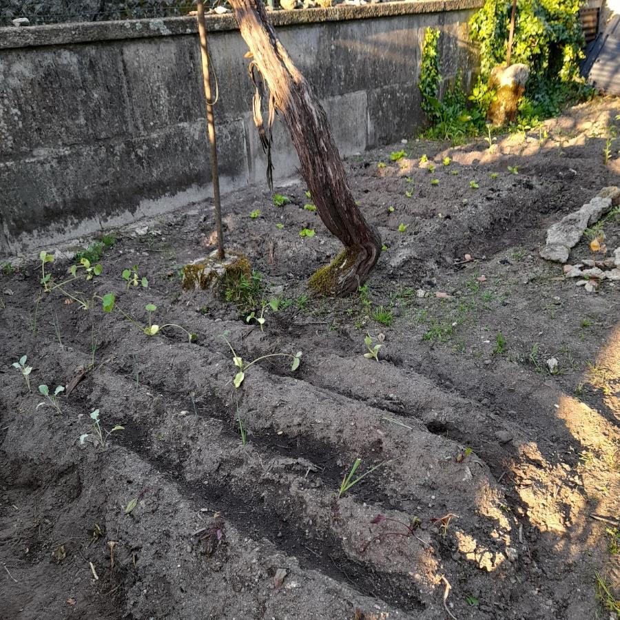 Casinha Da Horta Villa Soajo Bagian luar foto